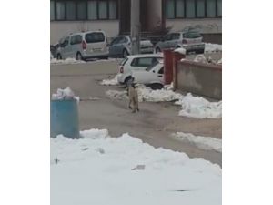 Anne Köpekten İnsanlık Dersi
