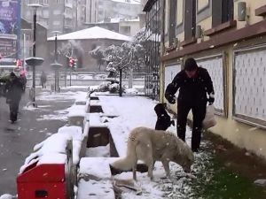 (Özel Haber) Karda Aç Kalan Sokak Köpeklerini Unutmadı
