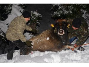 Karda Mahsur Kalan Hayvanlar Kurtarıldı