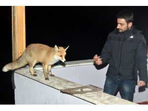 Tilkiden Dost Olurmuş
