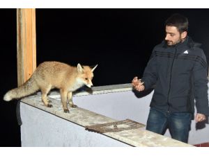 Aliş Diğerlerinden Biraz Farklı