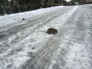 İstanbul’daki Soğukta Fare Bile Dondu