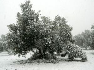 Kar Zeytini Vurdu