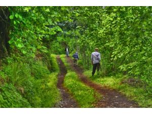 Kfmib: “Fındık Bahçeleri Islah Edilmeli”