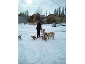 Köpekler Fırıncıyı Bekliyor
