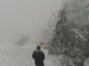 Uludağ Yolu Devrilen Ağaç Yüzünden Kapandı