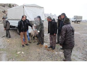 Çemişgezek’te Tedavisi Tamamlanan Dağ Keçisi Özgürlüğüne Kavuştu