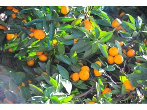 (Özel Haber) Mandalina Elde Kaldı, Üretici Perişan