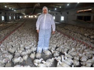 (Özel Haber) Balıkesirde Tavuk Üreticileri Endişeli