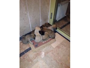 Sokakta Buldukları Köpek Yavrularını Apartmanda Beslemeye Başladılar