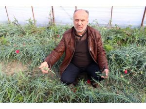 (Özel Haber) Don Nedeniyle Kadınlar Çiçeksiz Kalacak