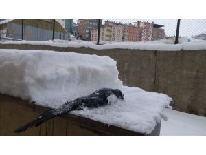 Dondurucu Soğuklara Saksağanlar Bile Dayanamadı