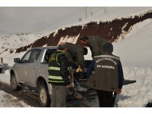 Yaban Hayvanları İçin Doğaya Yem Bırakıldı