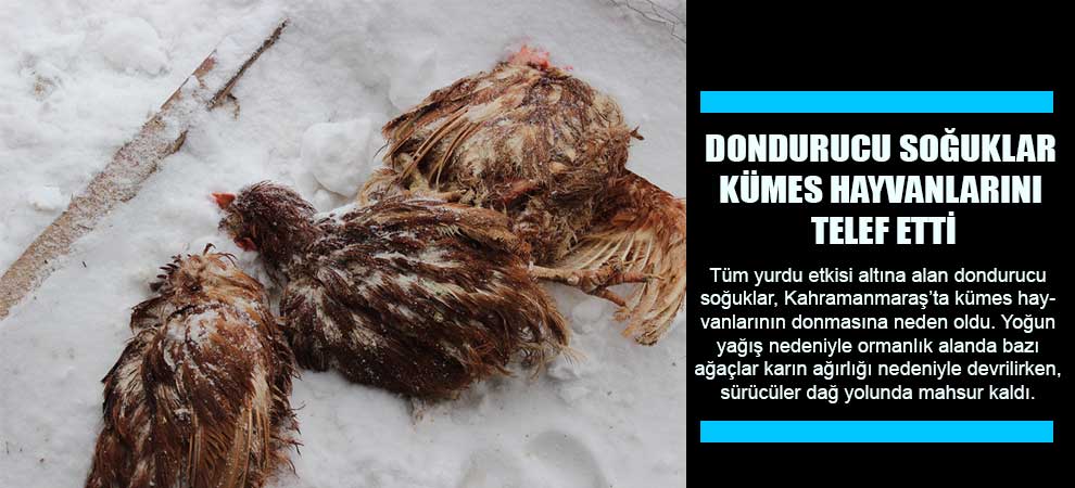Dondurucu Soğuklar Kümes Hayvanlarını Telef Etti