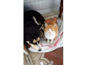 Sakaryada Kedi İle Köpeğin Dostluğu Görenleri Şaşırtıyor