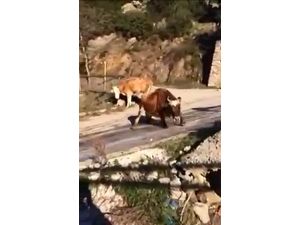 İnekler Buz Pateni Yaptı