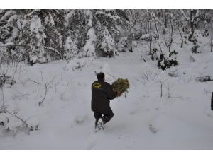 Yaban Ve Sokak Hayvanları İçin 6 Ton Yem Bırakıldı
