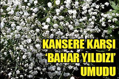 Kansere karşı Bahar yıldızı umudu 
