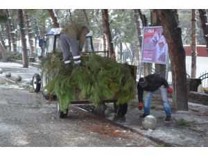 Kula’da Yoğun Kar Yağışı Ağaçları Devirdi