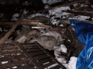 Orhaneli’nde Dam Çöktü, 80 Koyun Telef Oldu