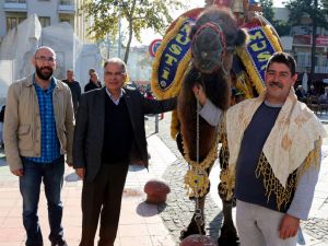 Selçukda Deve Güreşi Heyecanı