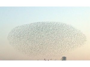 Kuşların Dansı Görsel Şölen Sunuyor