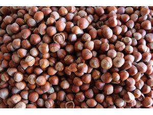 Fındık Rekor Kırdı