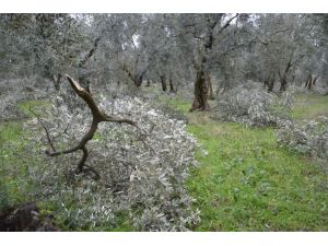 Zeytin Ağaçları Baltayla Değil Karla Bu Hale Geldi