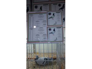 34. Posta Güvercinleri Olimpiyatı Budapeşte’de Başladı