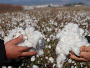 Silifkede 30 Yıldan Sonra Pamuk Üretimi Yapıldı