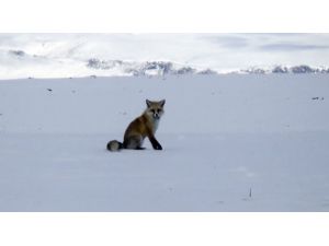 Tilkilerin Av Mesaisi