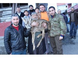 Yaralı Yavru Karacayı Köpeklerden Köylüler Kurtardı