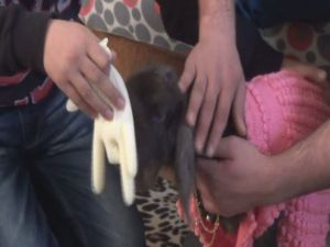 Böyle Kuzu Sevgisi Görülmedi
