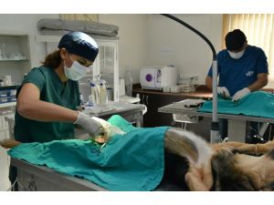 Ölüme Terk Edilen Sokak Köpeğinin Yeniden Hayata Dönüşü
