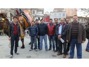 Burhaniyede Güreş Develeri Görücüye Çıktı
