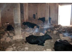 Tarihi Kilise Ahır Oldu