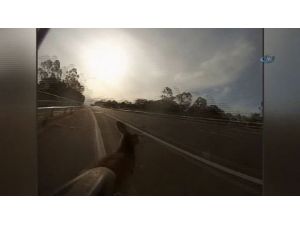 Bisikletliye Kanguru Sürprizi