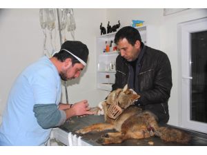 Aracın Çarptığı Yavru Kurt, Tedavi Altına Alındı