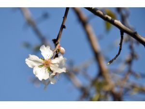 Mersin’de Badem Ağaçları Çiçek Açtı