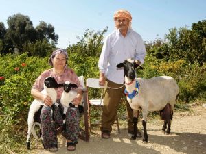 Sakız Koyunu Yetiştiricinin Elinde Islah Edilecek