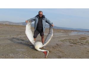 Koruma Altındaki Pelikan Öldürüldü