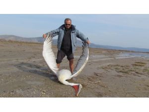Koruma Altındaki Pelikan Öldürüldü