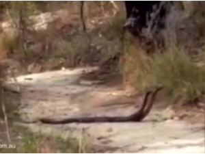 Dans Mı Ediyorlar Kavga Mı ?