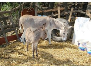 Kıbrıs’ın Karakaçanı Koruma Altında