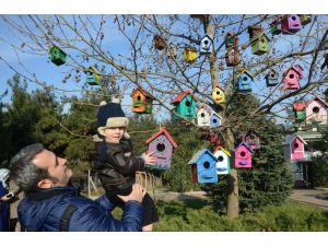 Kuşlar İçin Rengarenk Kuş Evleri