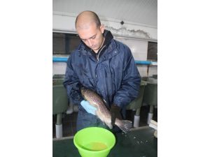 1 Kilogram Ağırlığındaki Damızlık Alabalıktan 2 Bin Civarında Yumurta Alınıyor