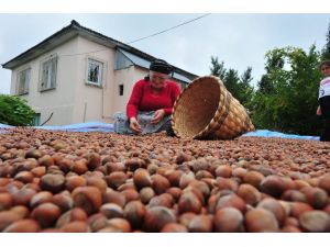 Fındık Fiyatı Üreticiyi Sevindirdi, Tüketiciyi Üzdü