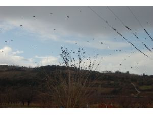 Sığırcıklar Meyve Bahçelerini İstila Etti