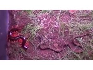 Yılan Mı Yoksa Devasa Kırkayak Mı ?