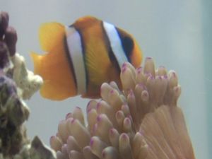 ’Kayıp Balık Nemo’ Bulundu